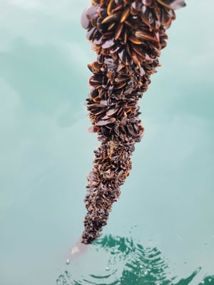 Natural Mussel Settlement During Assessment 2024 - Credit Algapelago 2024
