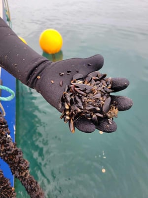 Natural Mussel Settling during site inspection 2024 - Credit - Algapelago 2024