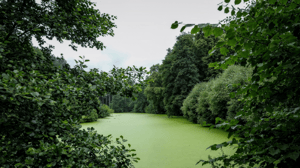 Pond before