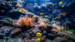 Coral after