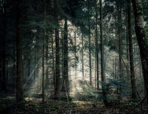 trees in forest with sun rays shining through. insetting vs offsetting