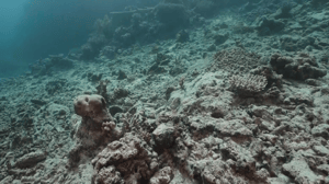 Coral Before