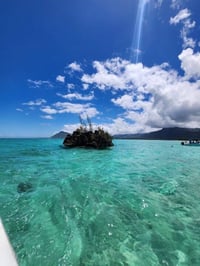 Coral Blog 2