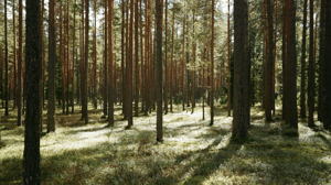 forest after