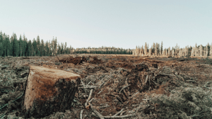 forest before-1