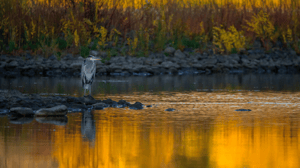wetlands after 1