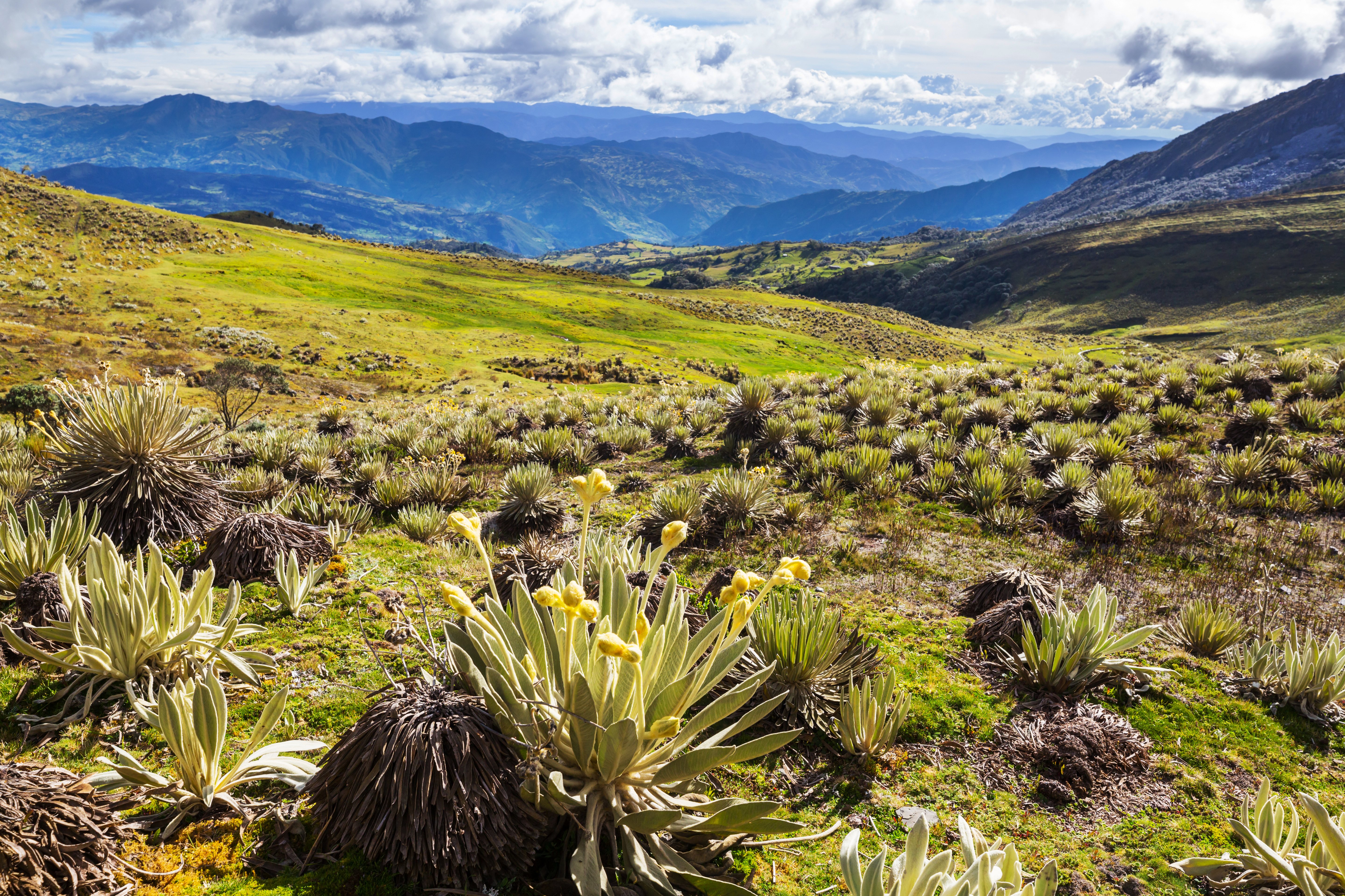 plants-in-colombia-2023-11-27-05-34-28-utc